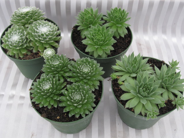 Sempervivium